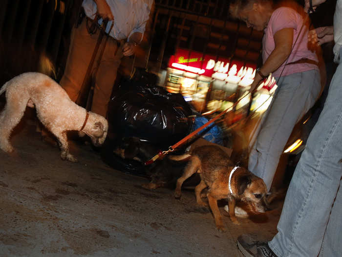 Catcher and Tanner, a Border Terrier, try to chase some vermin from the garbage. In the city, garbage sometimes sits out for days, which creates a real bonanza for rats.