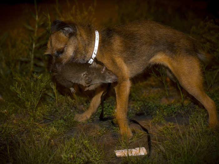 Tanner, a Border Terrier, kills a rat. They haven