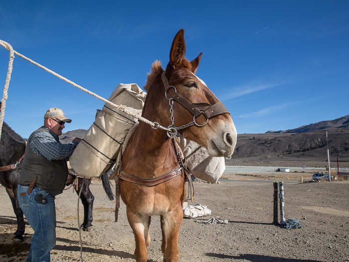 There are lower-tech and more time-honored ways of getting around a mountain battlefield — pack animals are a big part of the MWTC