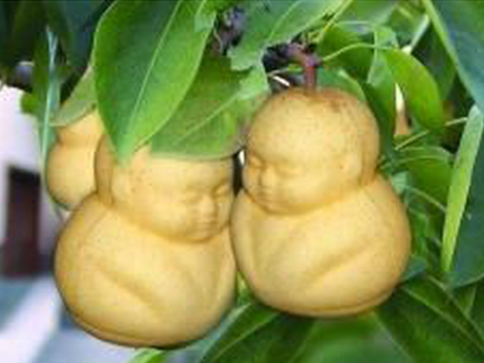 You can find these Buddha-shaped pears for only $12 for a set.