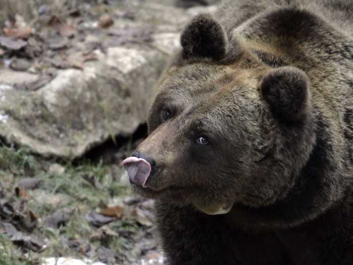 Some bears in Russia are hooked to jet fuel due to the leftover kerosene and gasoline containers in far-east regions.