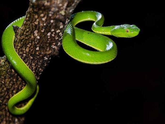 Dong Phayayen-Khao Yai Forest Complex, Thailand. The reserve is home to some of the rarest species of snakes in the world.