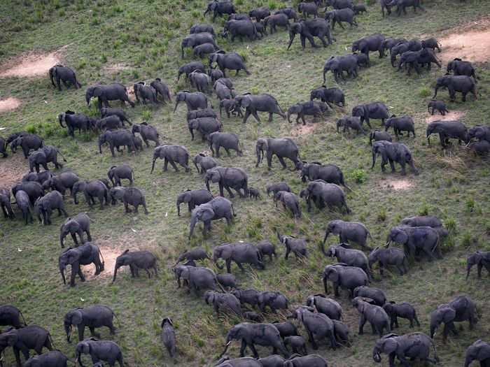 Garamba National Park, Democratic Republic of the Congo. Elephants and hippos are at risk in this amazing reserve in the heart of Africa.