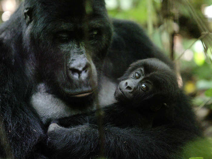 Kahuzi-Biega National Park, Democratic Republic of the Congo. The park is famous for its gorilla and primate population.