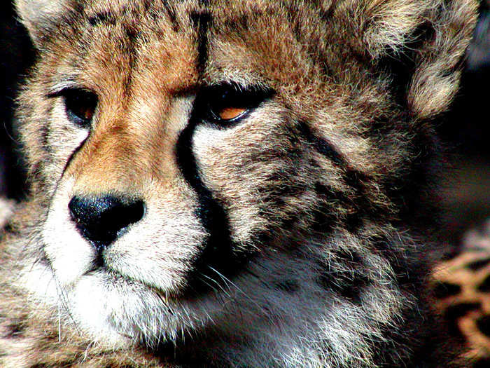 Manovo-Gounda St Floris National Park, Central African Republic. The cheetahs of the beautiful reserve are poached by guerrillas and rebels in CAR