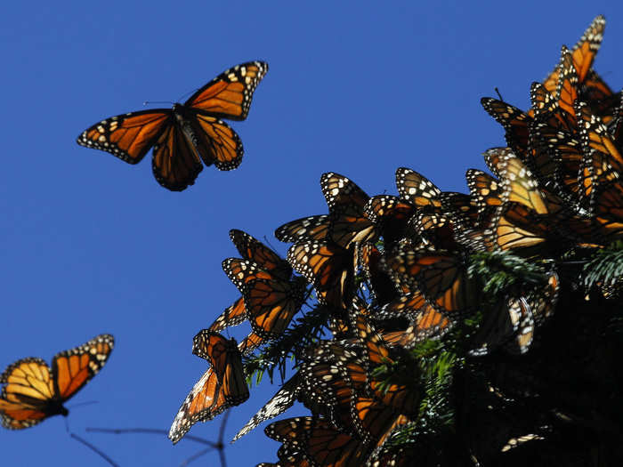 Monarch Butterfly Biosphere Reserve, Mexico. Some of the species protected here can grow up to the size of a human hand.