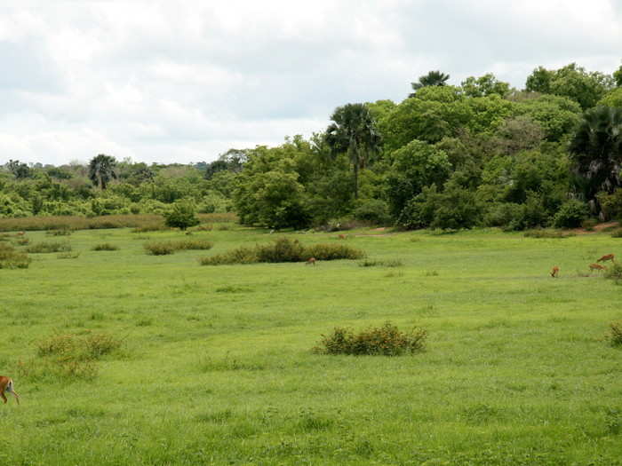 Niokolo-Koba National Park. The park is one of the purest example of African savanna, home to gazelles, emus, lions, and leopards.