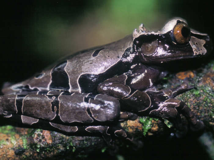 Río Plátano Biosphere Reserve, Honduras. This reserve sits at the heart of the 