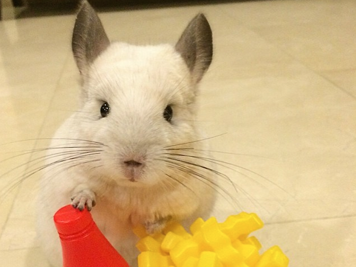 Bubu the chinchilla is no ordinary chinchilla. She goes on various adventures around her house in Singapore, and has almost 150,000 followers.