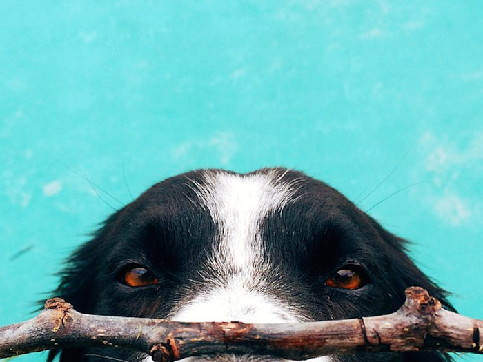 Photographer Andrew Knapp has the best job in the world: taking pics of his cute pup, Momo.