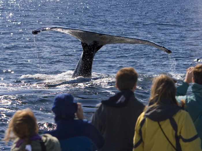 Watch minke, finback, and humpback whales glide through the Atlantic Ocean off the coast of Cape Cod, Massachusetts.