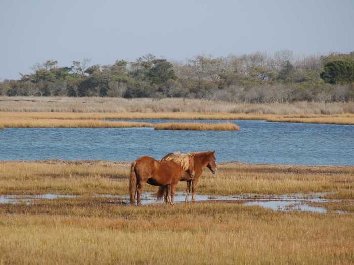 Marvel at the wild ponies of Assateague Island, which is split between Maryland and Virginia.