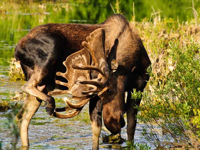 Look for moose in Wyoming