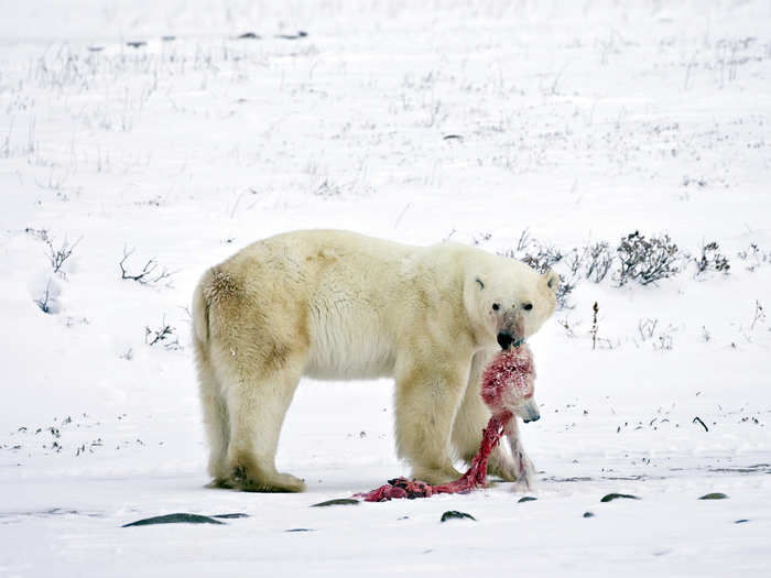 Melting ice is a major problem because of its contribution to sea level rise, but it also affects wildlife in all kinds of ways. Polar bears are the poster child for changing conditions in the Arctic. As their frozen hunting grounds melt away, some polar bears — like this one — are turning to cannibalism and eating their own cubs.