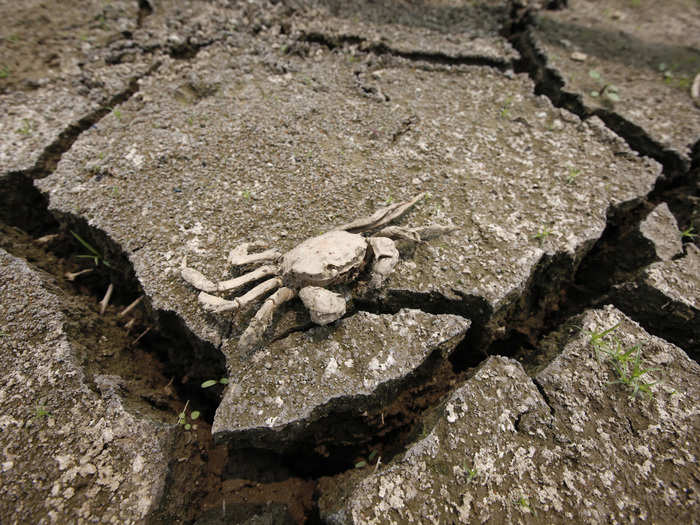 Rising temperatures are expected to wreak havoc on water supplies all around the world. This crab carcass is sitting on a dried-up reservoir near Seoul, South Korea in the midst of a severe 2012 drought, exacerbated by uncharacteristically warm temperatures.