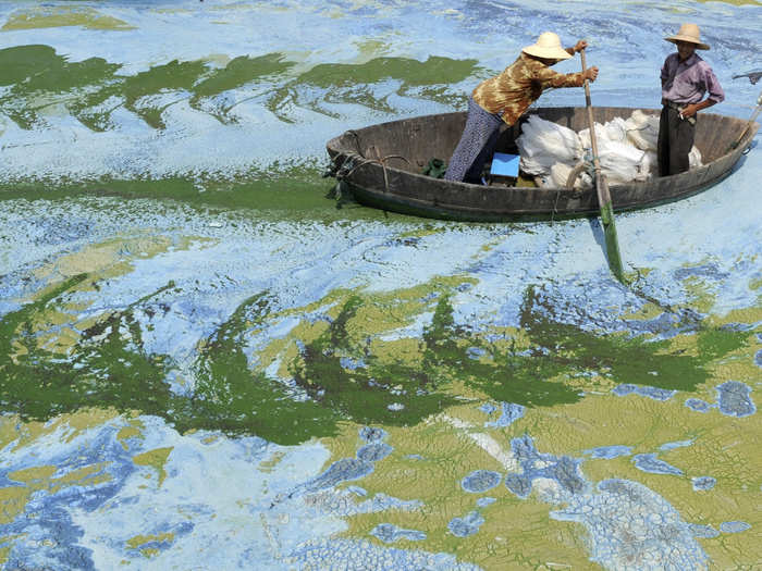 One way climate change is choking aquatic ecosystems is through algae blooms, brought on by warming waters. Algae blooms produce toxins deadly to other organisms in the water. The striking colors in this image of the Chaohu Lake in China are caused by algae.