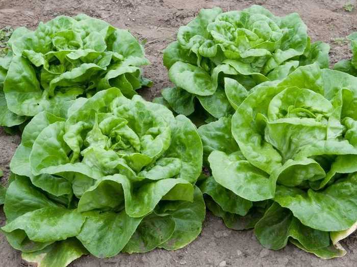 A man bought 500 lettuce plants and after planting 12 rows with the same number in each, he had 32 left over. How many were in each row?