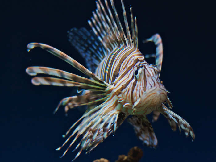 And the coastal waters are also getting warmer, bringing changes in fish populations. Tropical species, like the invasive lionfish, could become more common as the North Carolina waters continue to warm.