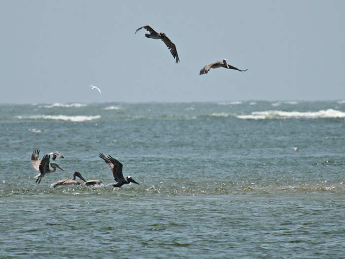 American oystercatchers, piping plovers, dunlins, black skimmers, and brown pelicans are just a few of the coastal birds who are losing habitat to climate change.