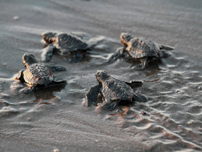 Sea turtles could suffer too, as rising sea levels sweep away the beaches where they lay their eggs year after year.