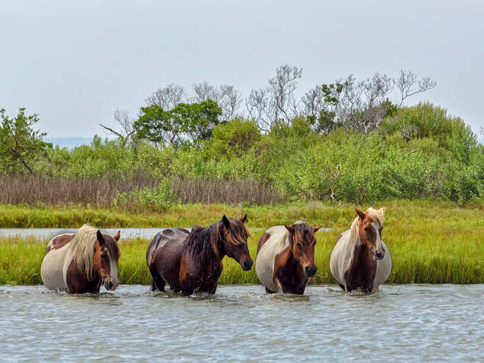 MARYLAND: Observe the wild horses of Assateague Island, which roam the island freely. Visitors to the island can also kayak and relax on the National Seashore.