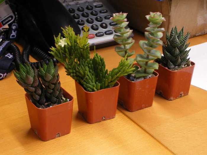 Bring a little life to your employee’s empty workspace with a nice desk plant.