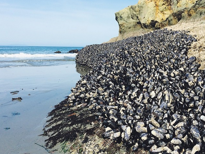 This is a shot the family captured of mussels at low tide.