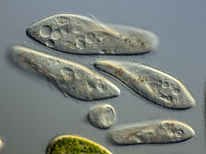 This little guy, as you might have guessed, is invisible to the human eye. Measuring in at between 0.0020 to 0.0130 inches, the Paramecium is often used in the lab to study biological processes because some species are easy to induce reproduction and division. Arturo Agostino took this image.