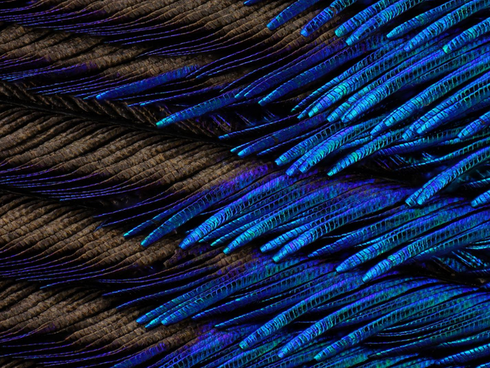 Charles Krebs got up close to a peacock for this stunning shot of a peacock feather magnified 100 times.