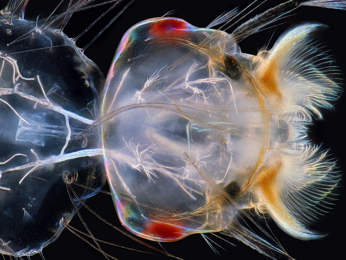 Charles Krebs produced this incredible image of a mosquito larva, which he made using a technique called dark field microscopy. The image is magnified 100 times.