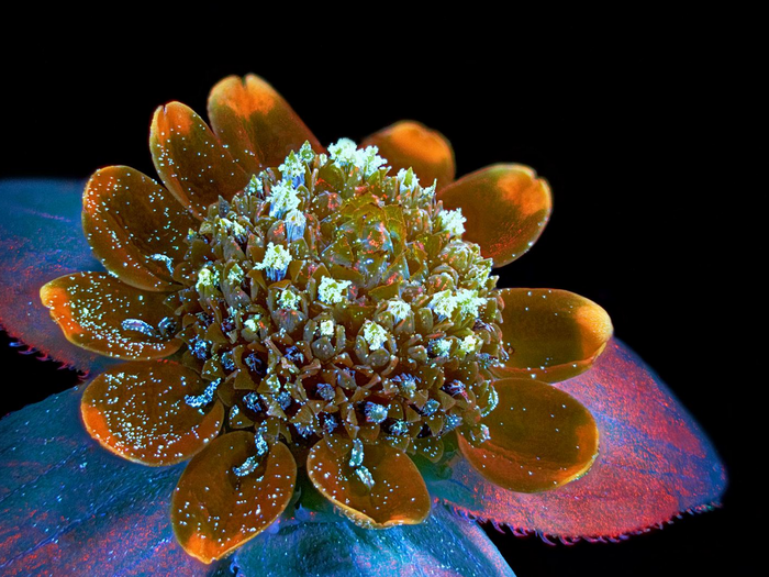 Oleksandr Holovachov was awarded seventh place for this lovely image of a butter daisy flower magnified 2 times. Check out all of that pollen speckling the inner petals and central ovary like fairy dust.