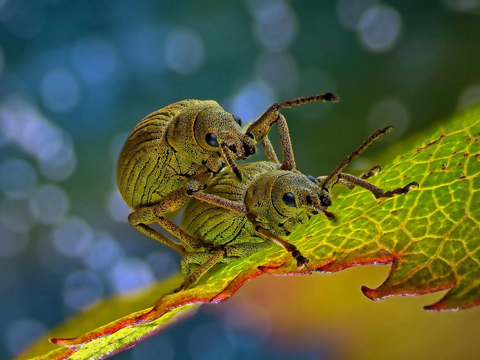 Here, Csaba Pintér captures two weevil beetles and snags fourth place in the competition. In nature, these weevils are a bright green, which helps them blend in with the leaves they call home. The beetles are usually about one fifth of an inch long.