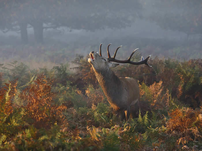 This nature shot from London