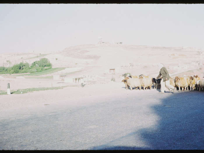 Sheep all over the Damascus highway.