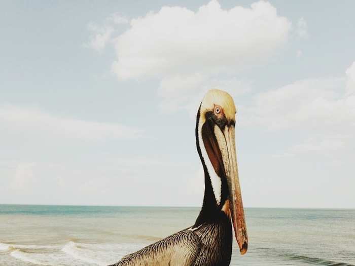 Kidwell took this photo of a pelican on the St. Augustine Beach fishing pier in Florida. He used PS Touch and VCSCO Cam for editing. It almost looks more like a painting than a photo.