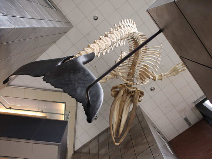 ... and a breaching humpback whale in the atrium. Philips Exeter students and instructors helped extract the skeleton when it washed up on a Cape Cod beach in 2000.