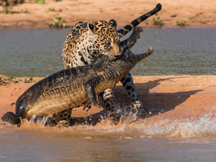 This photo, titled "Apex Predators" by Justin Black, was one of the top photos from the BBC photographer of the year competition. Black shot this in the wetlands of the Brazilian Pantanal.