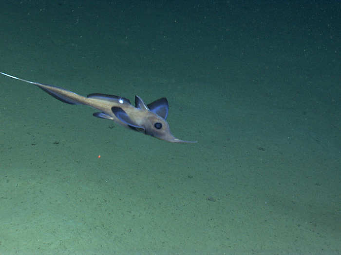 NOAA spent the fall exploring the deep-sea ecosystems off the U.S. Atlantic Coast with its ship Okeanos Explorer — here it captures a chimaera, sometimes referred to as a "ghost shark."