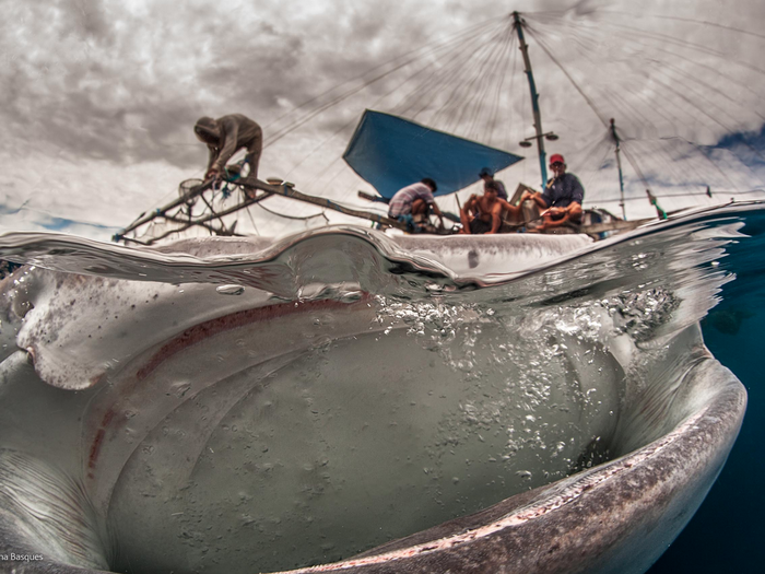 This photo of a whale shark from Indonesia, titled "Big Mouth" by Adriana Basques, was one of the top photos from the BBC photographer of the year competition.
