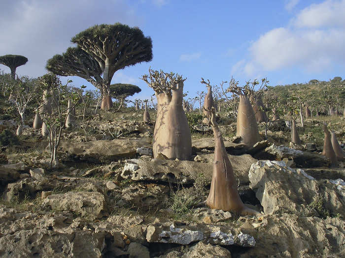 The tiny Yemeni archipelago of Socotra has very unique plant life, a third of which can be found nowhere else in the world.