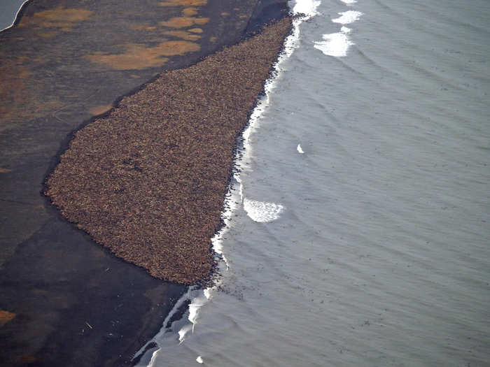 About 35,000 walruses suddenly and surprisingly gathered together in one place on the Alaskan coast in October.