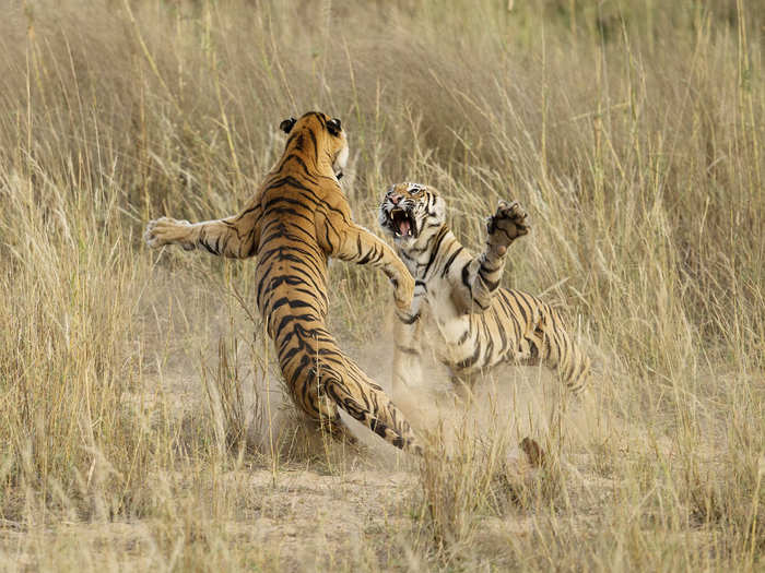 This shot, “Muscle Power," by Archna Singh, shot in the Bandhavgarh National Park in Madhya Pradesh, India, was an honorable mention in the 2014 National Geographic Photo Contest.