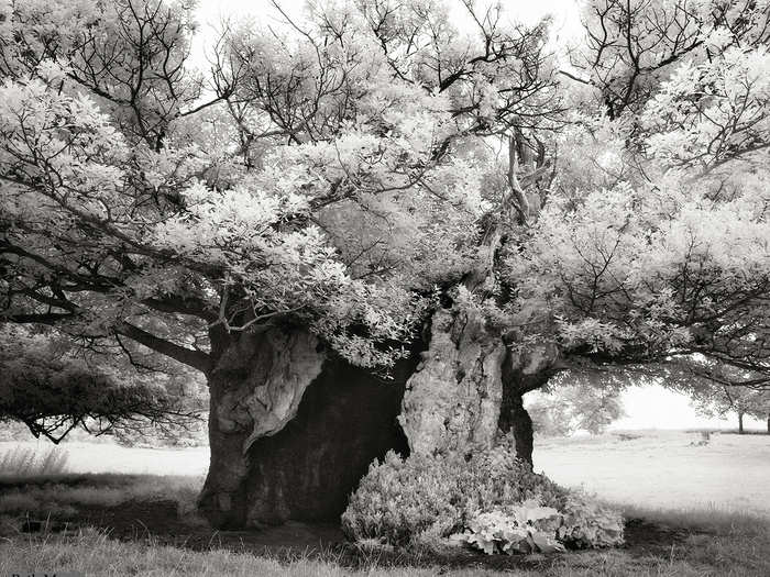 The Queen Elizabeth Oak is an ancient tree growing near Cowdray Park in England. It is estimated to have begun growing in the 11th or 12th century and has a girth of 52 feet at its widest point. It is thought to have got its name after a visit from the Queen to Viscount Cowdray