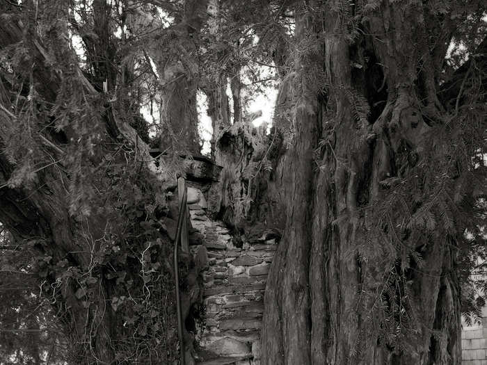 This tree, another ancient Yew, grows in the churchyard of a small parish church in rural Wales. Built into the trunk of the tree is a pulpit, complete with steps and a chair, from which sermons would be given, as far back as the 1850s.