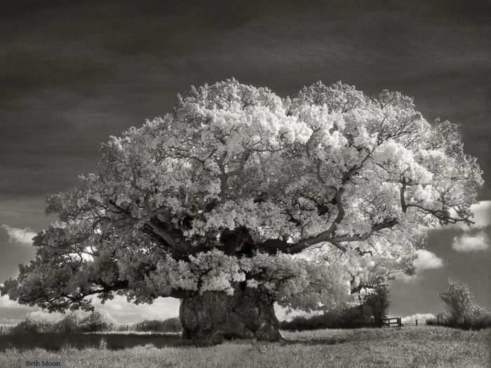 The Bowthorpe Oak, in Lincolnshire, England is thought to be England
