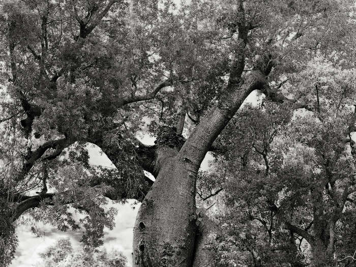 Another pair of Baobabs have grown in an intertwining way, giving them the name "The Lover Baobabs." Legend has it that two local star-crossed lovers prayed to the heavens for assistance in this area, and from their wishes the trees grew. This type of growth is rare, and the two trees have become a tourist attraction.