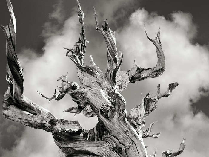 This ancient Bristlecone Pine, found in the Schulman Grove in the Inyo National Forest in California, high up in the White Mountains, is over 4,000 years old.