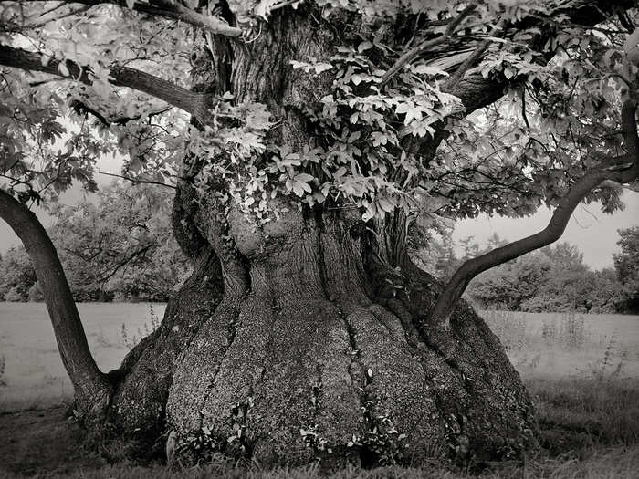 This massive Chestnut tree is on the grounds of the Croft Castle in Herefordshire, England. Rumor has it that the tree was planted using nuts that had been salvaged from a Spanish Armada that famously shipwrecked in 1592, which would make the tree over 420 years old.