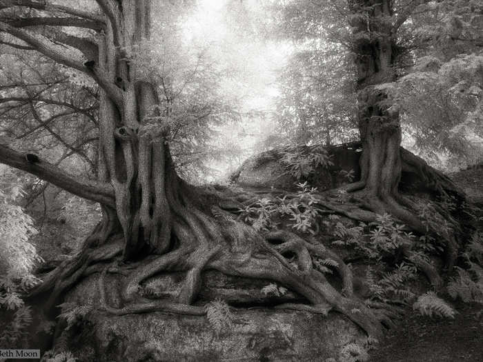 The Yew trees of Wakehurst Place in West Sussex, England, have been recently dated as far as the year 1391. The trees are still growing strong.