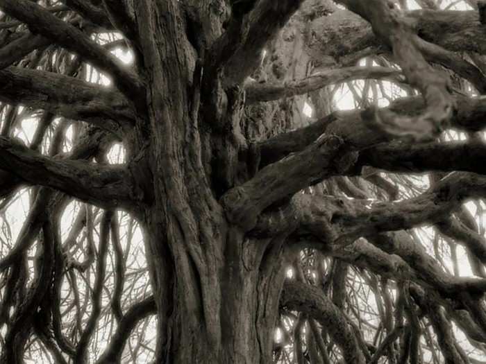 The Whittinghame Yew, on the grounds of a castle by the same name, in East Lothian, Scotland, is said to be over 1,200 years old.